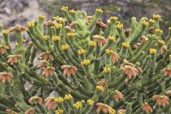 Araucaria  /  Monkey Puzzle  /  Chile Pine - Male tree. Previous season's cones are brown; fresh cones are yellow-green Photographed in Neuquen Province, Argentina