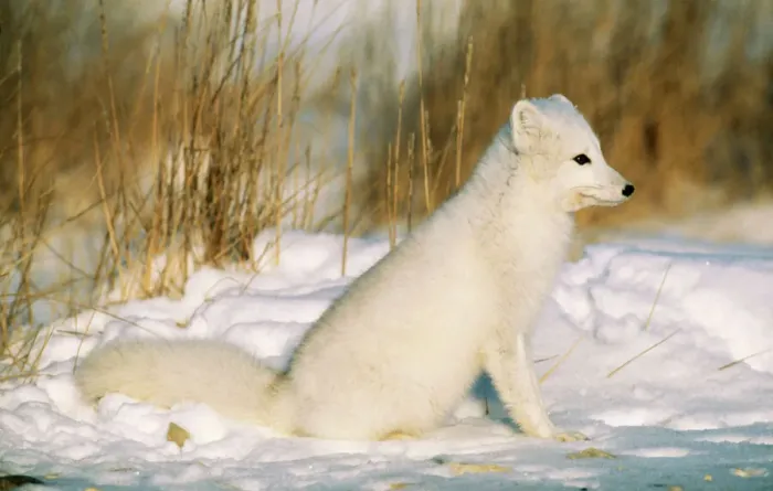 Framed Print : Arctic Fox Print - Alopex lagopus in Snow Landscape Framed Print : Arctic Fox Print - Alopex lagopus in Snow Landscape
