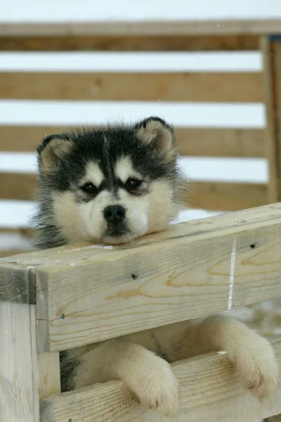 Arctic  /  Siberian Husky - puppy in wooden pen Churchill, Manitoba. Canada