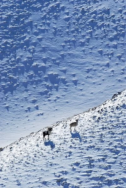 Argali  /  Wild Sheep 4600m - Tibetian plateau