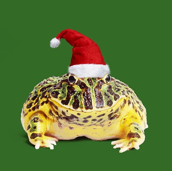 [Image: argentine-horned-frog-wearing-christmas-...905686.jpg]
