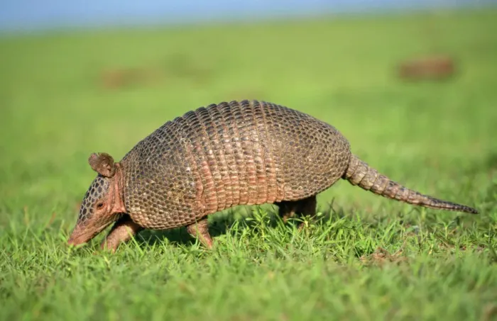 Framed Print : 9 Banded Armadillo Print in Grass Framed Print : 9 Banded Armadillo Print in Grass