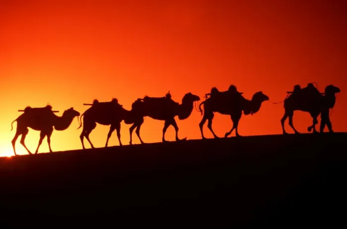 Framed Print : Gobi Desert Camel Train Print Framed Print : Gobi Desert Camel Train Print