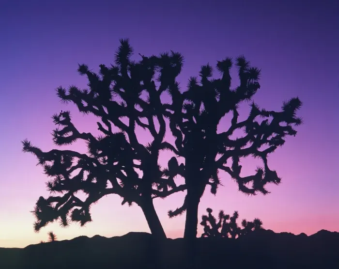 Framed Print : Joshua Tree National Monument Print at Sunset Framed Print : Joshua Tree National Monument Print at Sunset