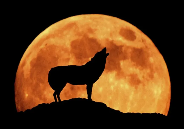 Framed Print : Wolf Print - Full Moon Silhouette Framed Print : Wolf Print - Full Moon Silhouette