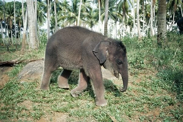 Asian  /  Indian Elephant Baby, at orphanage