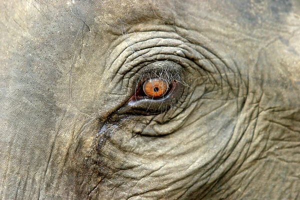 Asian  /  Indian Elephant - eye close-up. Bandhavgarh National Park - India