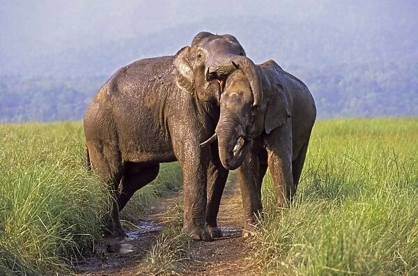 Asian  /  Indian Elephants (Tuskers) playing, Keoladeo National Park, India
