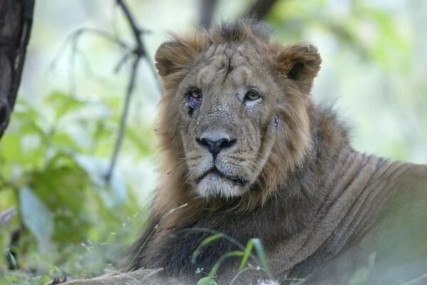 Asiatic Lion - with injured eye & face Sasan Gir NP, Gujarat, India