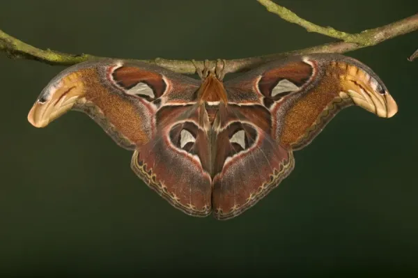 Atlas Moth Male Malaysia Print Art Prints, Posters