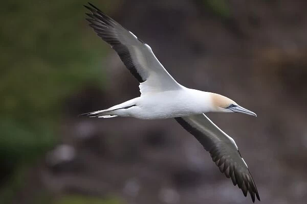 Australasian Gannet - in flight - near the colony at Muriwai - west Auckland - New Zealand