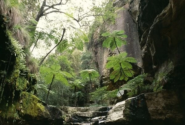 Australia Carnarvon Gorge National Park, Queensland, Australia