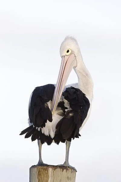 Australian Pelican - Collecting oil from a gland to preen and care for its feathers - Noosaville, Sunshine Coast, Queensland, Australia