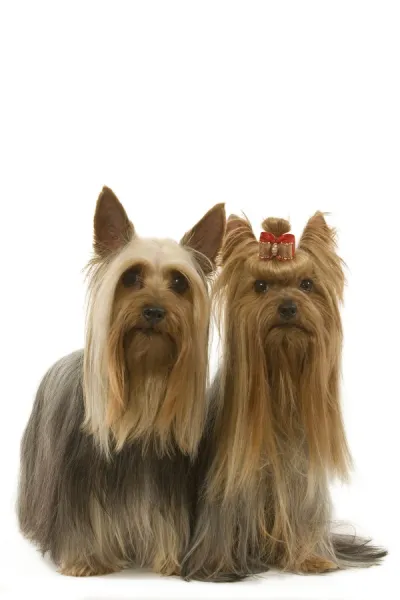 Australian Silky Terrier with Yorkshire Terrier. Also known as Silky Terrier or Sydney Silky