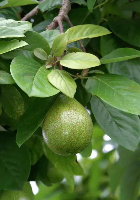 Framed Print : Avocado Print (WAT-8974) Framed Print : Avocado Print (WAT-8974)