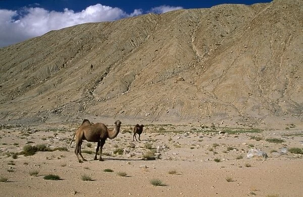 Bactrian Camel Pamir plateau, Gobi desert, Xinjiang China