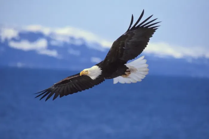 Framed Print : Bald Eagle in Flight Print Framed Print : Bald Eagle in Flight Print