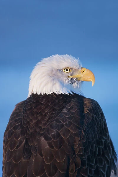 Bald Eagle, Homer, Alaska, USA Date: 11-03-2007