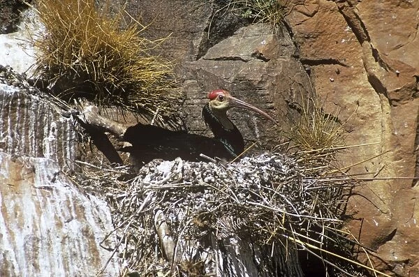 Bald Ibis. RMB-348. Bald Ibis - on nest. Geronticus calvus