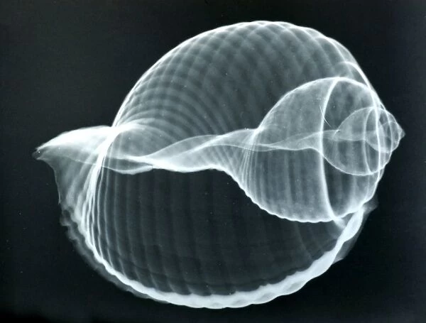 Baler shell, x-ray to show internal structure and spiralling