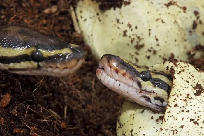 Framed Print : Ball Python Print - Captive Hatching from Egg