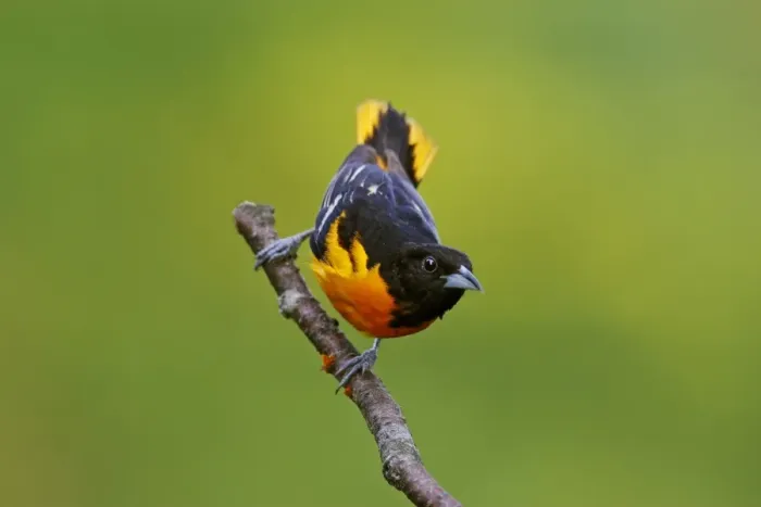 Framed Print : Baltimore Oriole Print, Icterus galbula Framed Print : Baltimore Oriole Print, Icterus galbula
