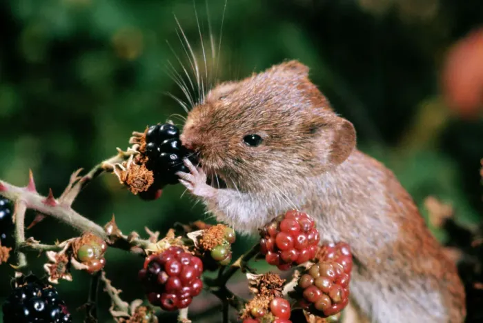 Framed Print : Bank Vole Print - Feeding on Blackberries Framed Print : Bank Vole Print - Feeding on Blackberries