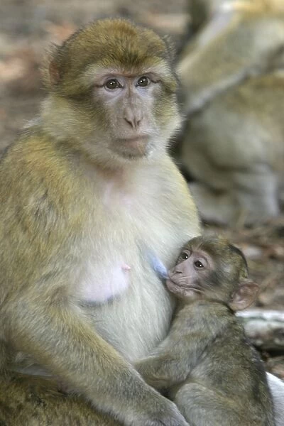 Barbary macaque  /  ape or rock ape - female suckling young. Monkey Mountain, Alsace. France. Distribution: Algeria, Morocco, Tunisia and Gibraltar