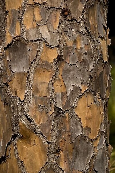 Bark of slash pine