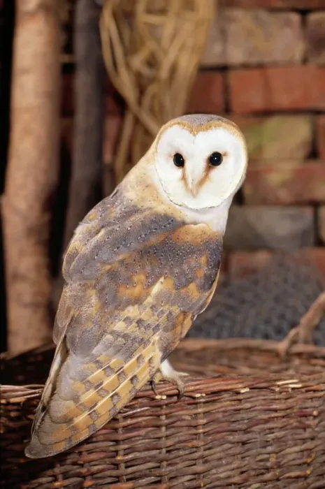 Framed Print : Barn Owl Print - Perched on Basket in Barn Framed Print : Barn Owl Print - Perched on Basket in Barn