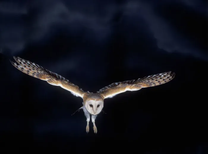 Framed Print : Barn Owl Print in Flight at Night Framed Print : Barn Owl Print in Flight at Night