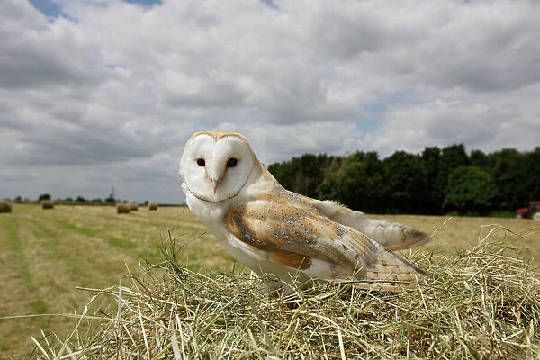 Barn owl - in hayfield Bedfordshire UK