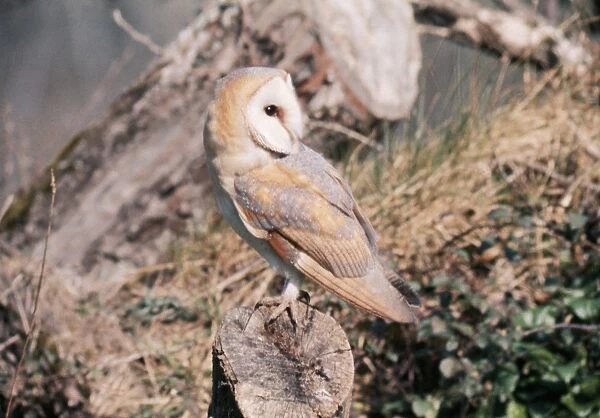 Barn Owl - on tree stump, with head turned 180 degrees