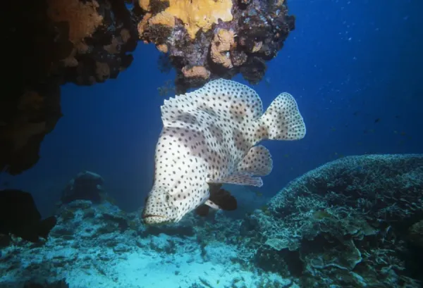 Barramundi Cod / Humpback grouper / Panther grouper