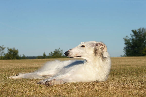 BARZOI. Borzoi dog outdoors lying down