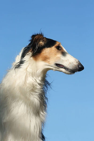 BARZOI. Portrait of a Borzoi dog against blue sky