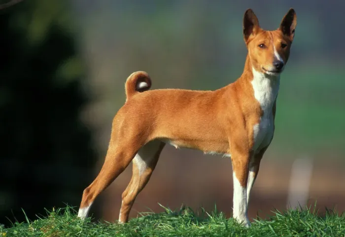 Framed Print : Basenji Dog Print - Congo Breed Standing Portrait Framed Print : Basenji Dog Print - Congo Breed Standing Portrait