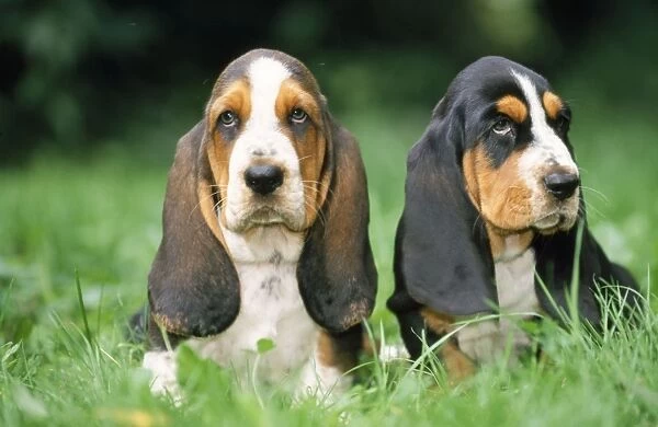 Basset Hound Dog - puppies x2