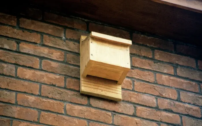 Framed Print : Bat Box UK Print Framed Print : Bat Box UK Print