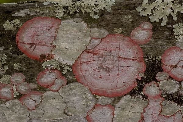 Baton-rouge lichen on wood, Everglades. USA