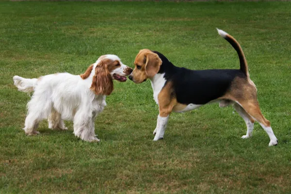 Beagle and English Cocker Spaniel playing