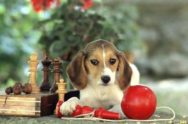 Beagle Puppy FRR 149E With chess set and red ball toy © Frederic Rolland  /  ardea. com