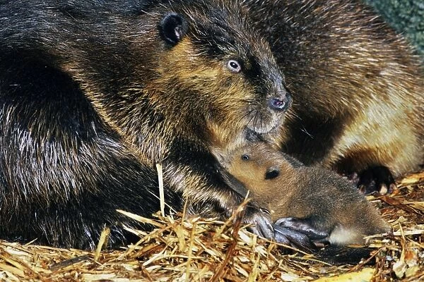 Beaver - mother with young, inside lodge. MT260
