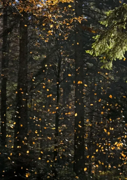 Framed Print : Beech Tree - Falling Leaves Print Framed Print : Beech Tree - Falling Leaves Print