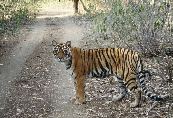 Bengal  /  Indian Tiger Ranthambhore National Park, India