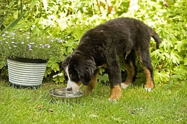 Bernese Mountain Dog - puppy drinking from bowl in garden. Also known as Berner Sennenhund