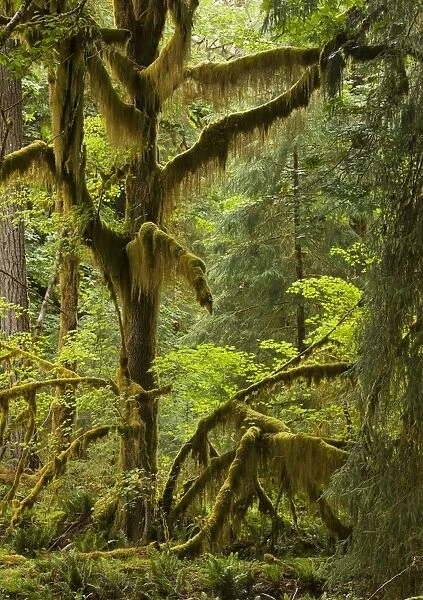 Big Leaf Maple - trees in wet temperate rain forest, Quinault Valley, Olympic National Park, Washington