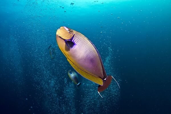 Big Nose Unicornfish - curious about the divers bubbles - Maldives