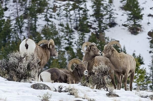 Bighorn Sheep - rams gather on hillside snow in winter - Western North America - USA _E7C3278