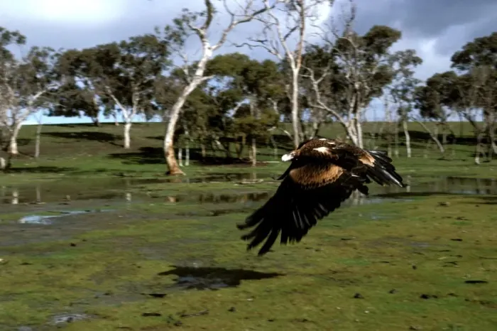 Framed Print : Wedge-tailed eagle in flight Print Framed Print : Wedge-tailed eagle in flight Print